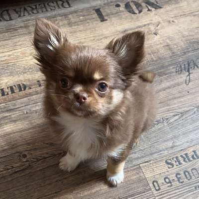 Hundetreffen-Welpentreff Chihuahua-Bild