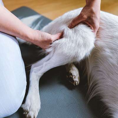 %{de_profession_title}-Physiotherapie für Hunde-Bild