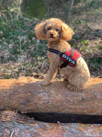 Alles rund um den Pudel-Beitrag-Bild