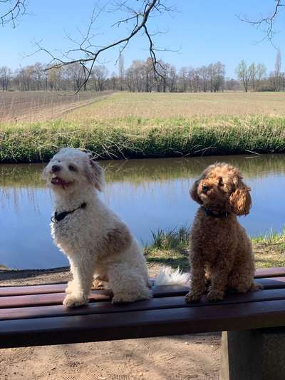 Alles rund um den Pudel-Beitrag-Bild