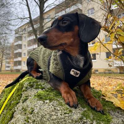 Hundetreffen-Spielrunde gesucht mit kleinen/mittelgroßen Hunden 🐶.