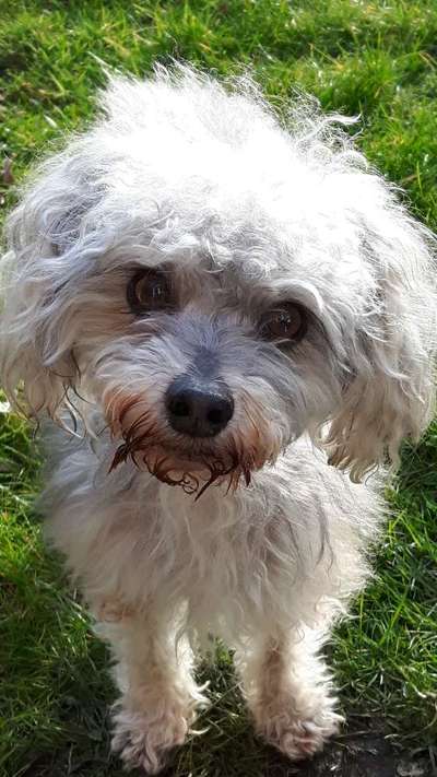 Warum müssen Mischlinge jetzt so klangvolle "Rassebezeichnungen" haben?-Beitrag-Bild