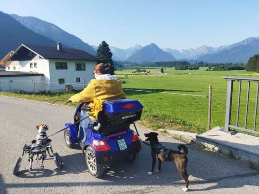 Hund abgegeben, weil Urlaub anstand? Leider kein Witz 😳-Beitrag-Bild