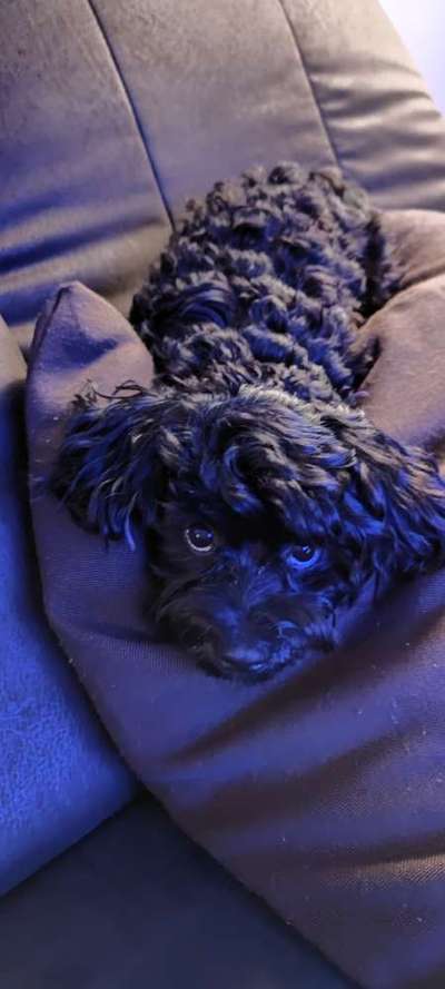 Dogorama Photo Challenge - Hundeblick zum hinschmelzen-Beitrag-Bild