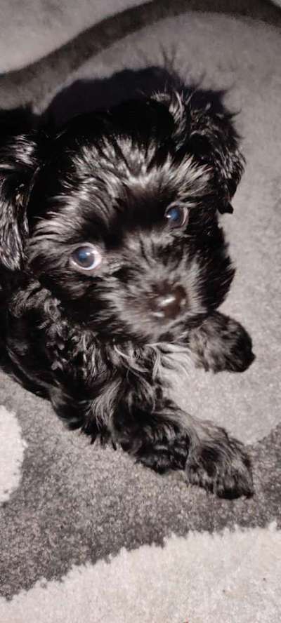 Havaneser dabei?:)-Beitrag-Bild