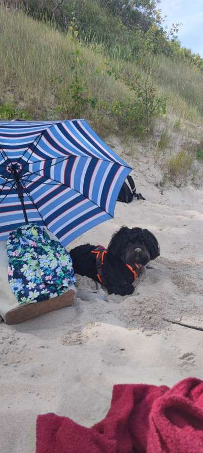 Havaneser dabei?:)-Beitrag-Bild