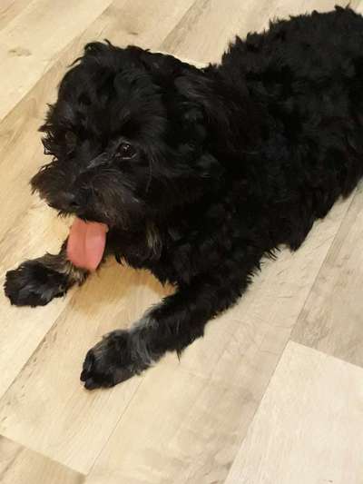 Havaneser dabei?:)-Beitrag-Bild