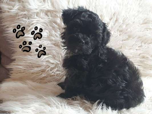 Havaneser dabei?:)-Beitrag-Bild