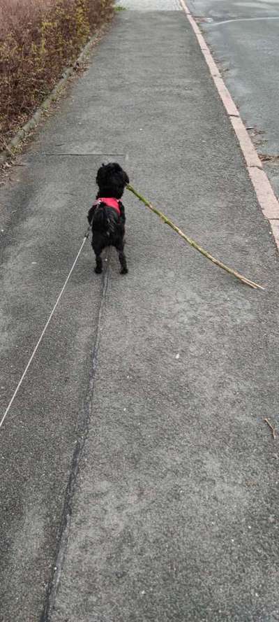 Havaneser dabei?:)-Beitrag-Bild