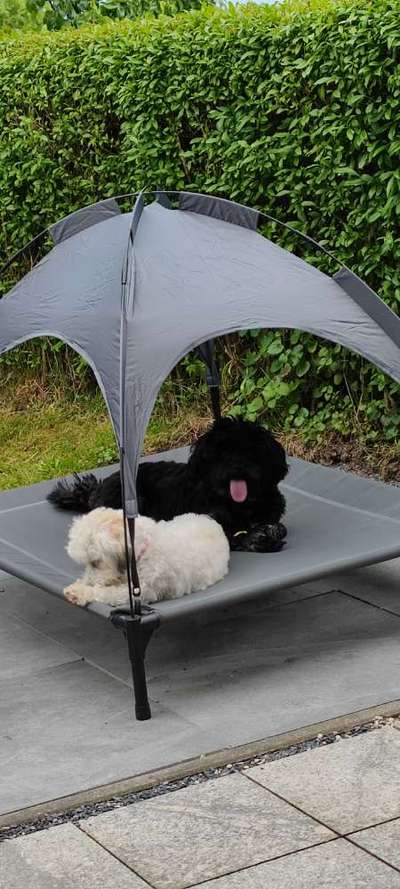 Havaneser dabei?:)-Beitrag-Bild