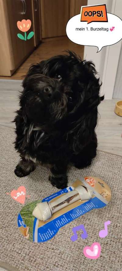 Havaneser dabei?:)-Beitrag-Bild