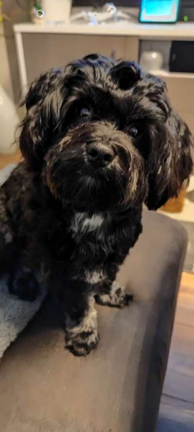 Havaneser dabei?:)-Beitrag-Bild