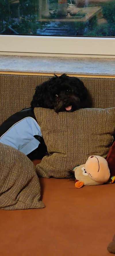 Havaneser dabei?:)-Beitrag-Bild