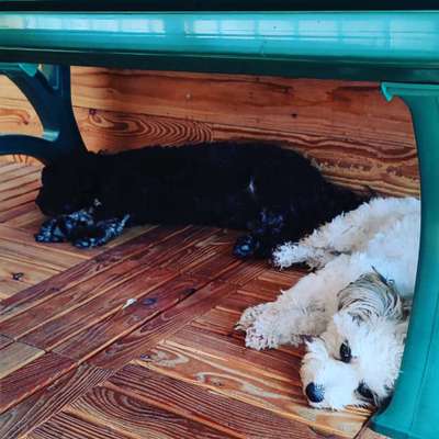 Havaneser dabei?:)-Beitrag-Bild