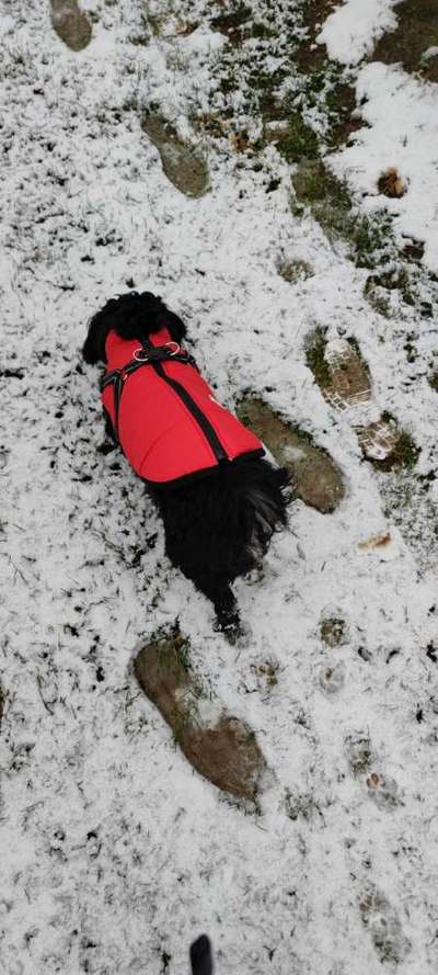 Havaneser dabei?:)-Beitrag-Bild