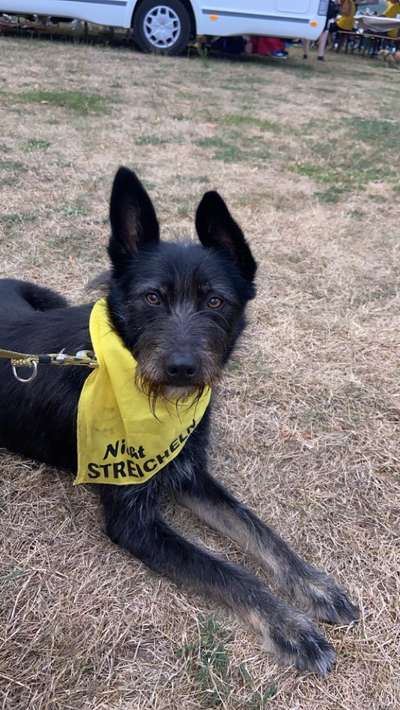 TierschutzhundeStammtisch🐕-Beitrag-Bild