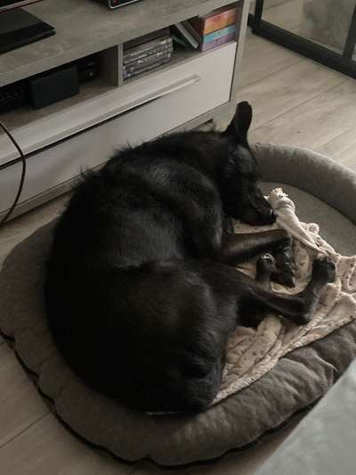 Podencomischling oder Podenco-Beitrag-Bild