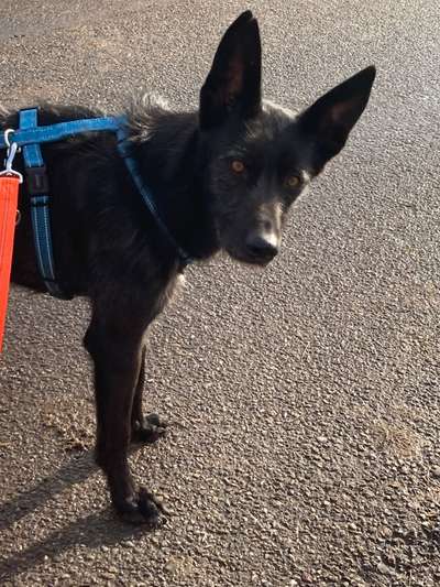 Wo habt ihr eure Hunde her ?-Beitrag-Bild