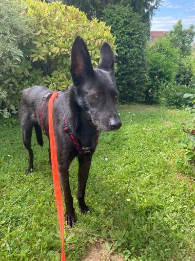 Podengo português (-Mischlinge) Gibt es noch mehr dieser schönen Rasse hier?-Beitrag-Bild