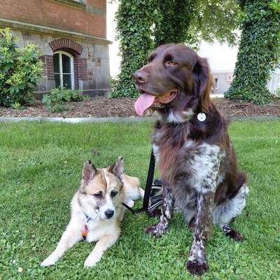 Hundetreffen-Balu & Rico-Bild