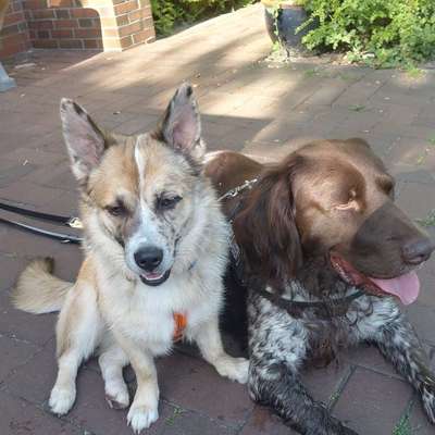 Hundetreffen-Gemeinsam spazieren gehen-Bild