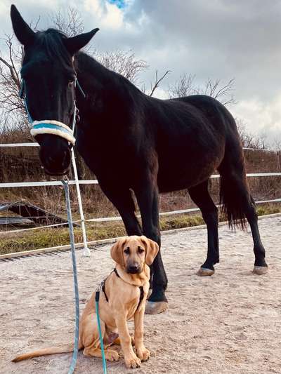 155. FotoChallange * David und Goliath *-Beitrag-Bild