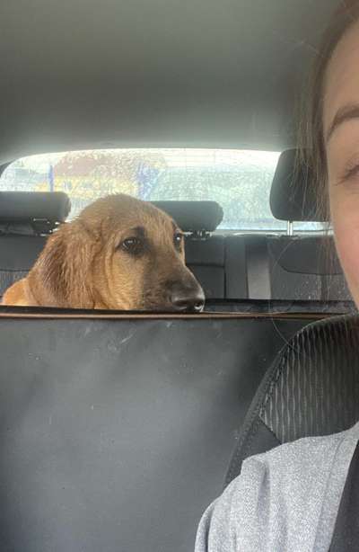 Die lustige Welt der Hunde-Mimik :)-Beitrag-Bild