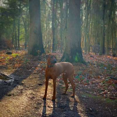 Hundetreffen-Ridgeback Treffen-Bild