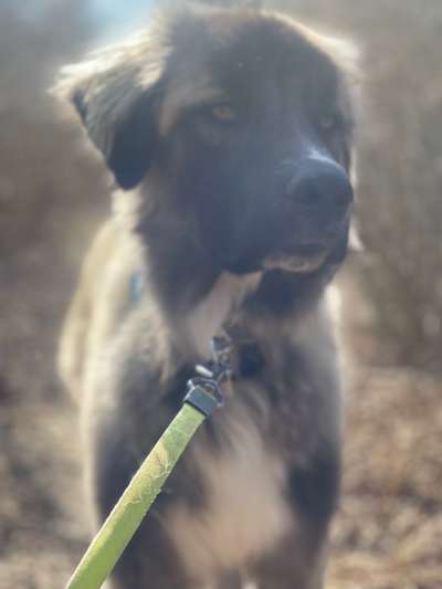 Mischlingshunde Foto Aufruf-Beitrag-Bild