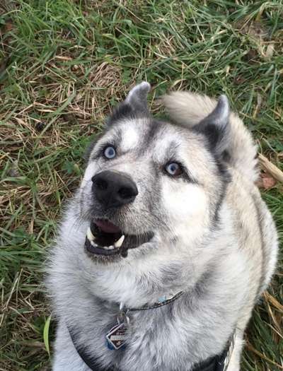 Mischlingshunde Foto Aufruf-Beitrag-Bild