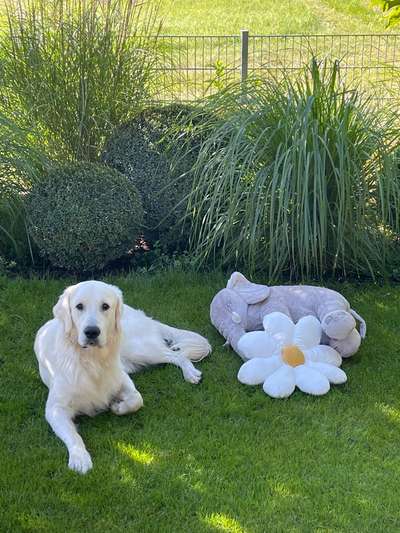 Golden Retriever-Beitrag-Bild