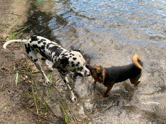 Hundetreffen-Allein laufen ist blöd-Bild