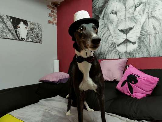 Windhunde - Treffen der besonderen Schönheiten
HERZLICH WILLKOMMEN-Beitrag-Bild