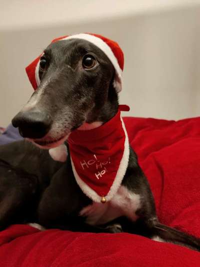 Windhunde - Treffen der besonderen Schönheiten
HERZLICH WILLKOMMEN-Beitrag-Bild