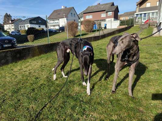 Windhunde - Treffen der besonderen Schönheiten
HERZLICH WILLKOMMEN-Beitrag-Bild