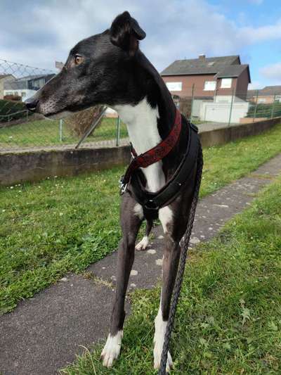 Windhunde - Treffen der besonderen Schönheiten
HERZLICH WILLKOMMEN-Beitrag-Bild