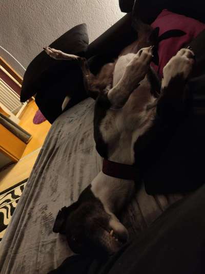 Windhunde - Treffen der besonderen Schönheiten
HERZLICH WILLKOMMEN-Beitrag-Bild