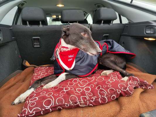 Windhunde - Treffen der besonderen Schönheiten
HERZLICH WILLKOMMEN-Beitrag-Bild