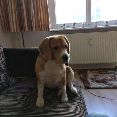 Hundetreffen-Rudelspaziergang-Bild