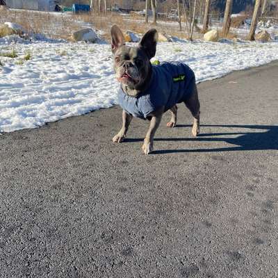 Hundetreffen-Pfotenfreund zum toben und Gassi gehen gesucht 🙈-Bild