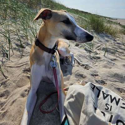 Hundetreffen-SUCHE: Hundebetreuung stundenweise oder auch über Nacht-Bild