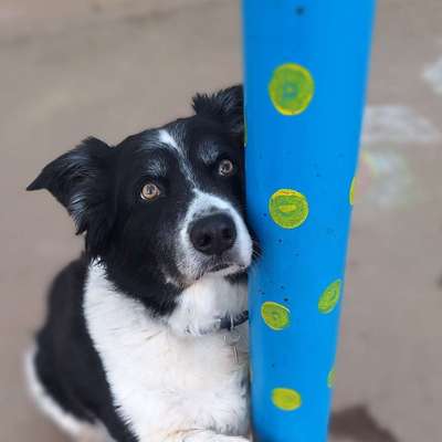 Hundetreffen-Senioren Gassi-Bild