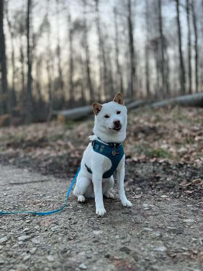 Hundetreffen-Hundefreunde kennenlernen, Socialwalk und gemeinsames Trainieren-Bild