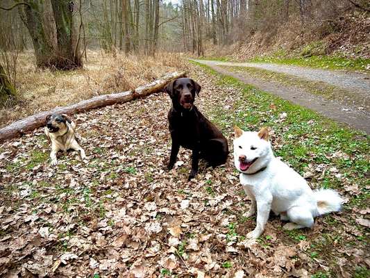Hundetreffen-Treffen mit mehreren Hunden zum Spielen und freien Trainieren-Bild