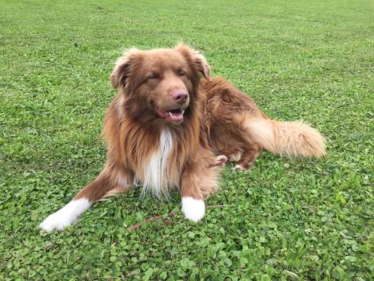 Unsere Fellnasen im Regenbogenland-Beitrag-Bild