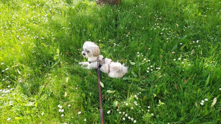 Hundetreffen-Treffen für kleine Hunde in Iserlohn!-Bild