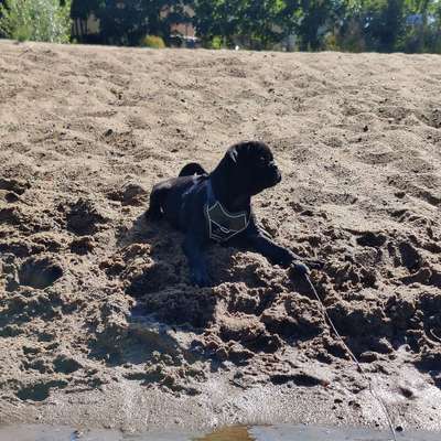 Hundetreffen-Welpen-/ Junghunde-Treffen-Bild