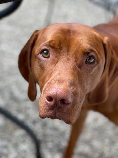 Magyar Vizsla UK-Beitrag-Bild