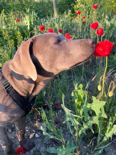 Die Dogorama Monats Challenge "Es grünt und blüht"-Beitrag-Bild