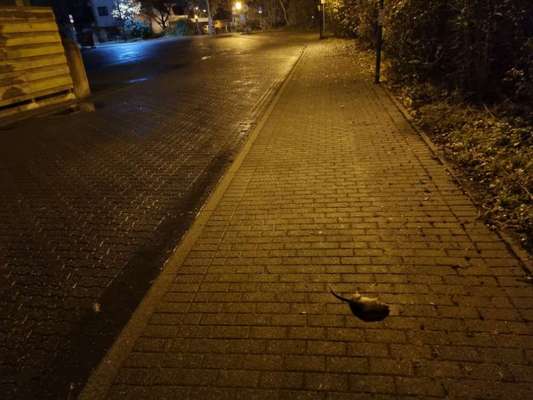 Giftköder-Tote Ratte auf Gehweg-Bild